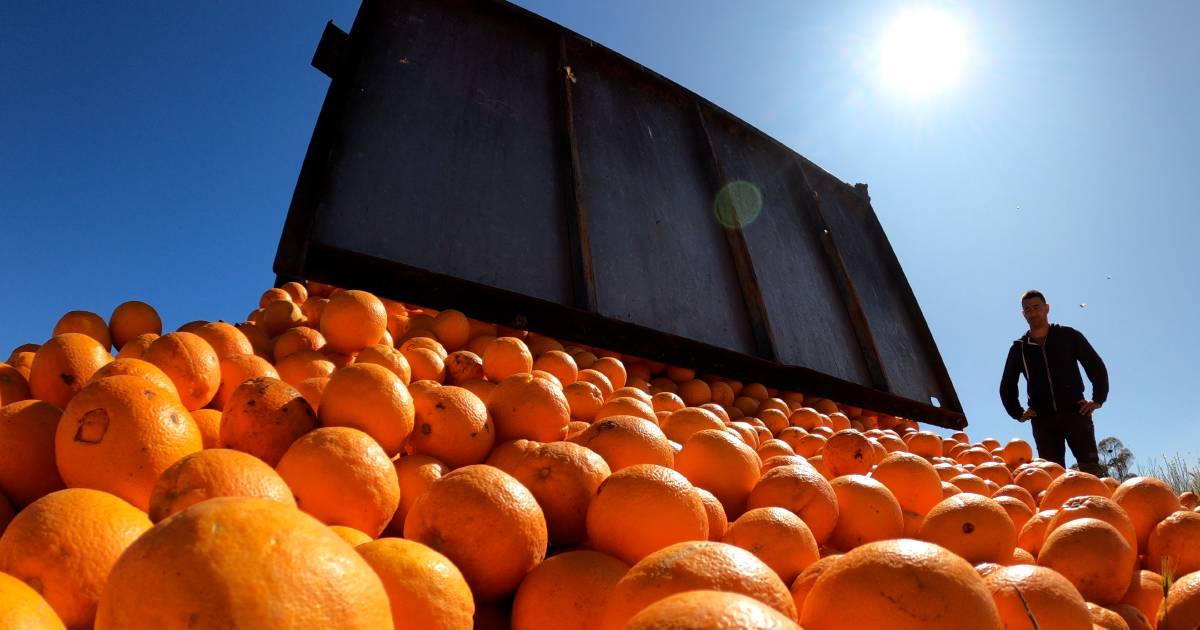 Oranges left to rot in horror season