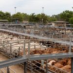 HP McKenny, Bow Bridge, wins Mt Barker champion pen of steers | Farm Weekly