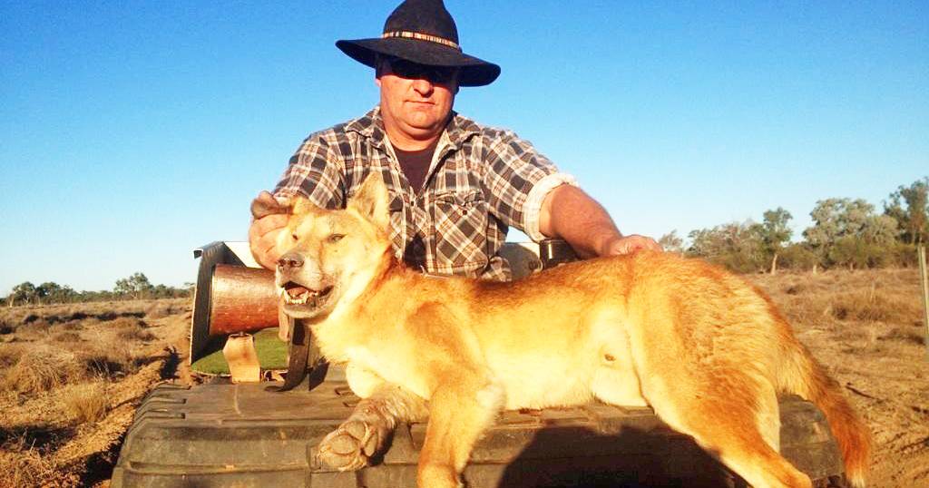 Farmers blamed for claiming livestock deaths are caused by dingoes | The Land