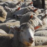 Carcoar steer market dearer than last month