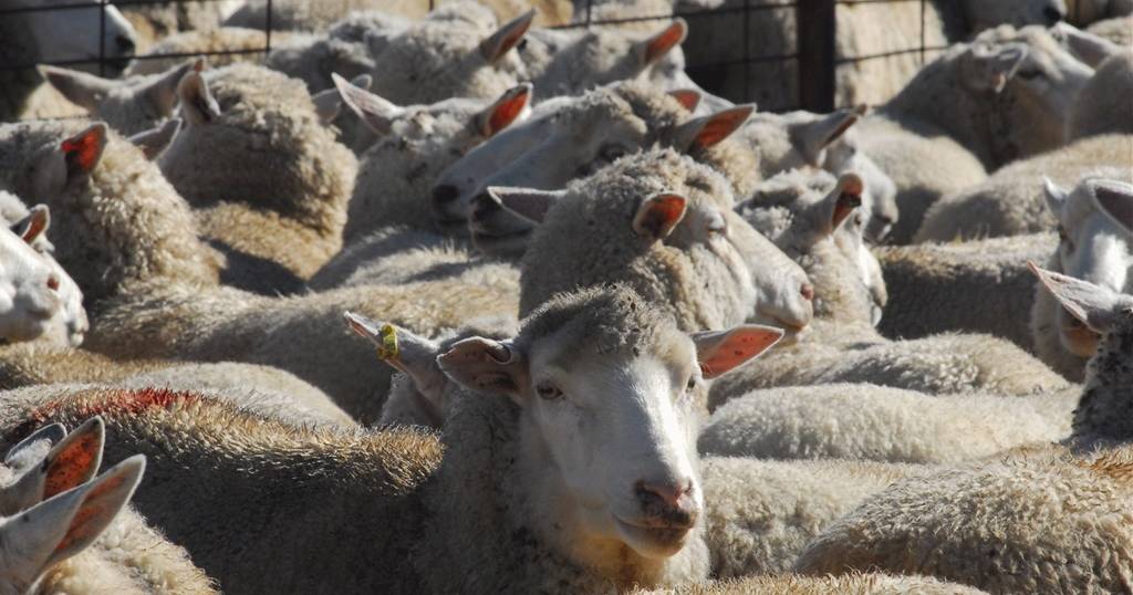 Wet weather pushes West Wyalong sheep sale online