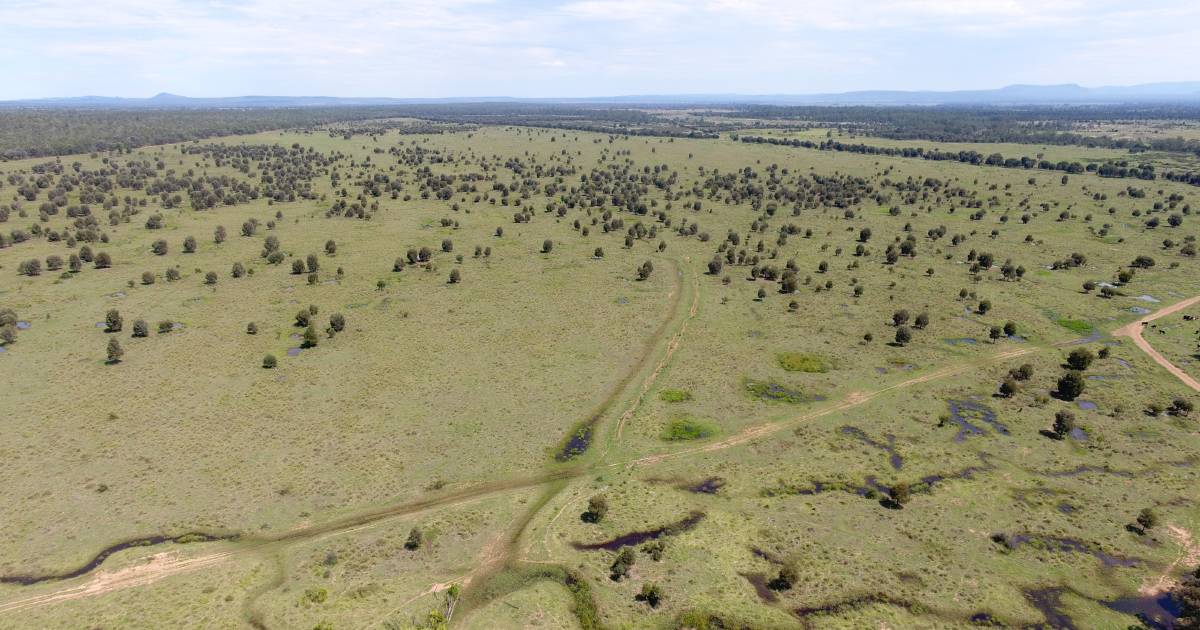 Heavy carrying capacity brigalow/belah country | Video