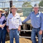 Quality yearling steers to feed in demand at Toowoomba