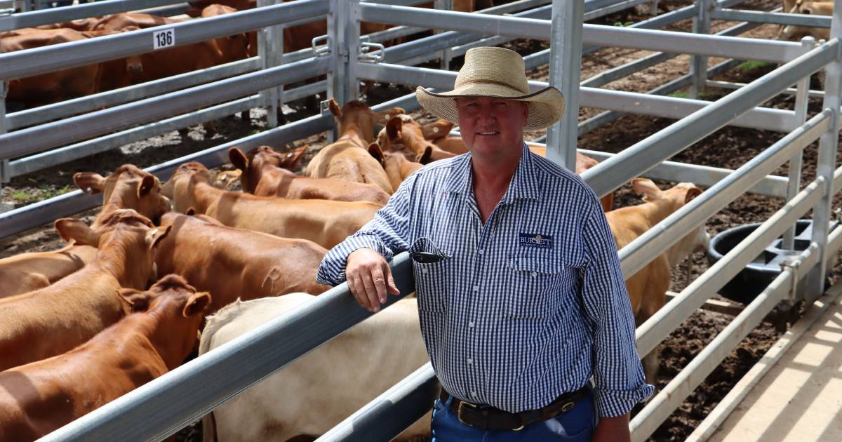 Weaner steers 642c at Biggenden