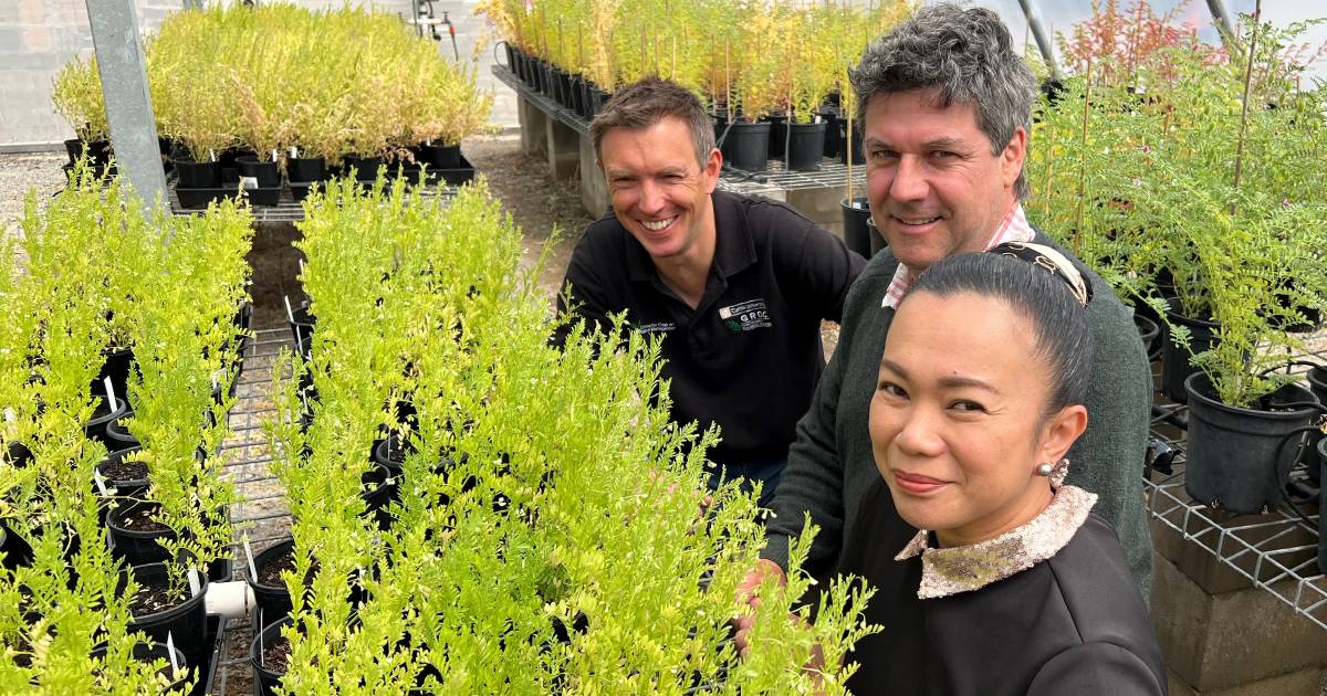 Gene discovery improves lentil choices