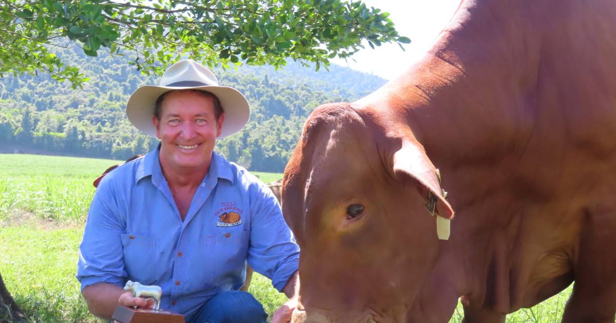 Tully teacher rewarded for decades of dedication to school cattle stud