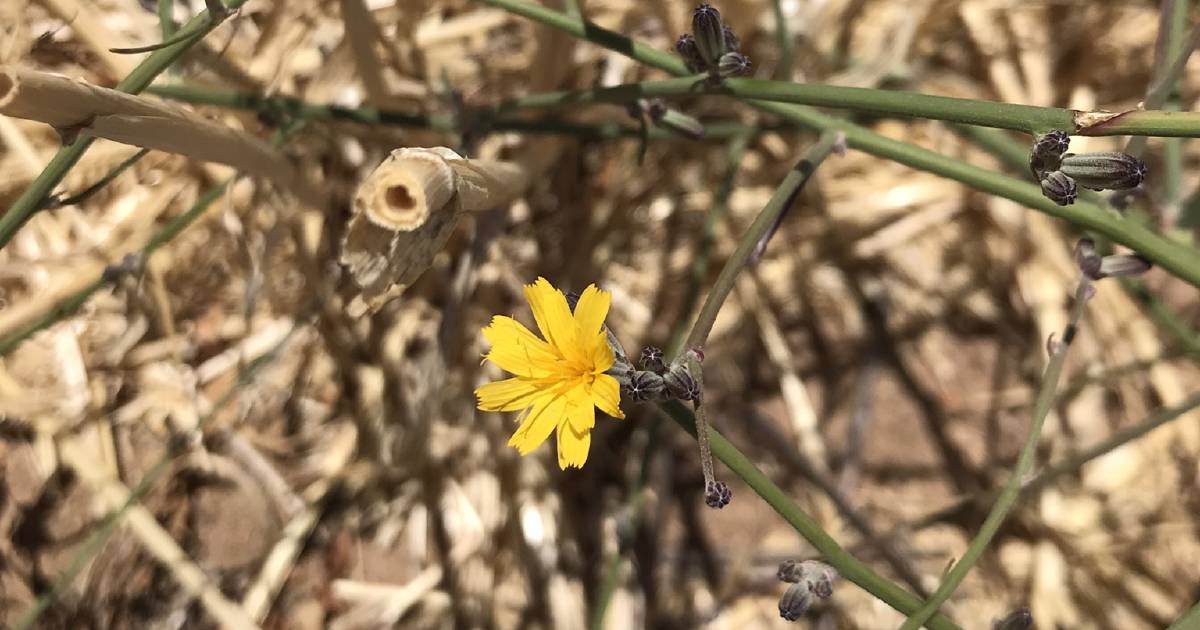 DPIRD has launched its summer skeleton weed campaign | Farm Weekly