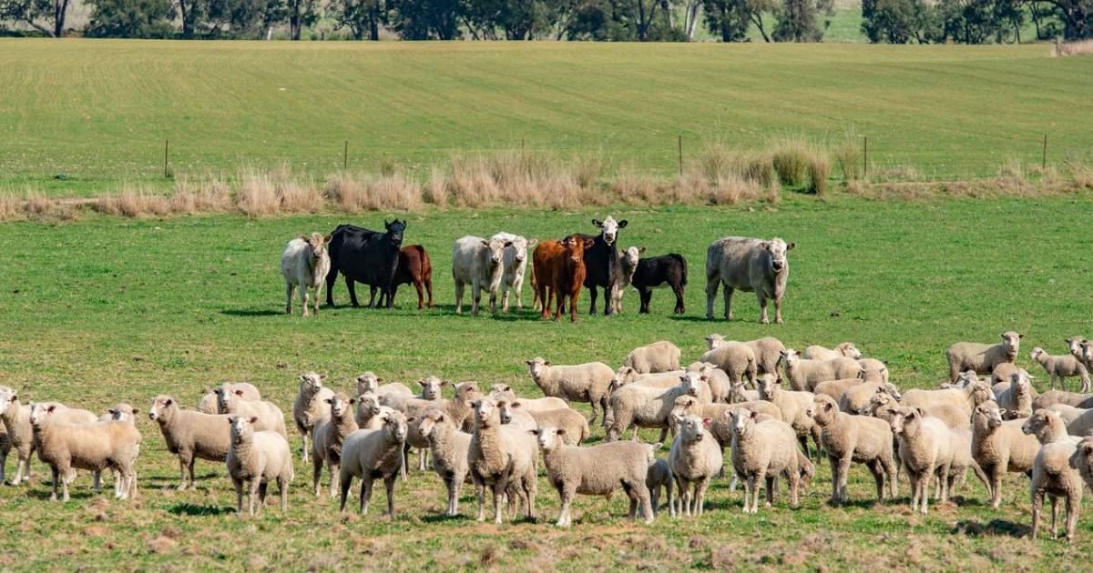 Avondale: 2000 sheep and 160 cow carrying capacity