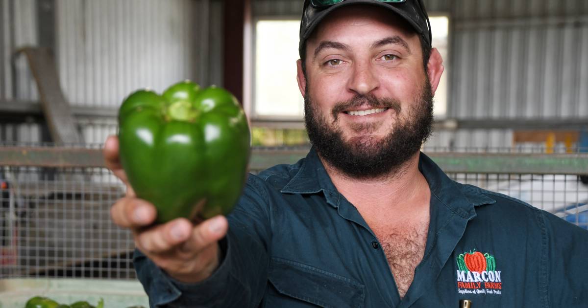 Capsicum 'surprise' for last pick of the year