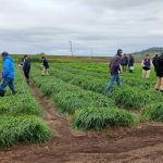 Packhorse Pastoral cattle holdings come to market, after tragic loss of principal