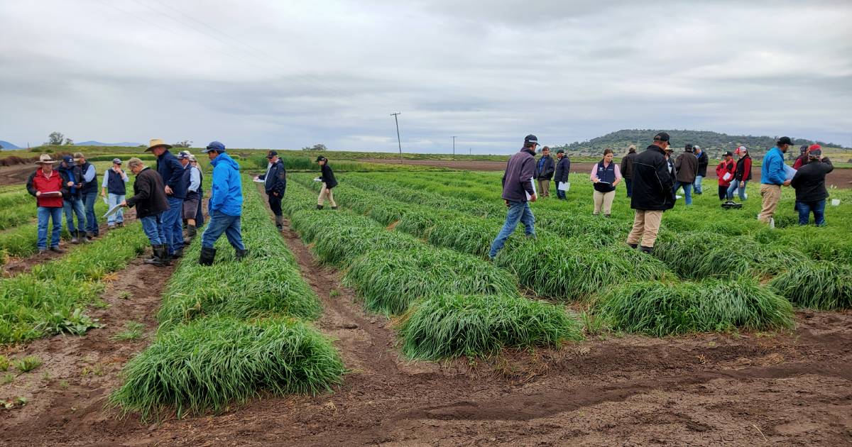 New research puts herbicides to the test at Breeza on the Liverpool Plains | The Land