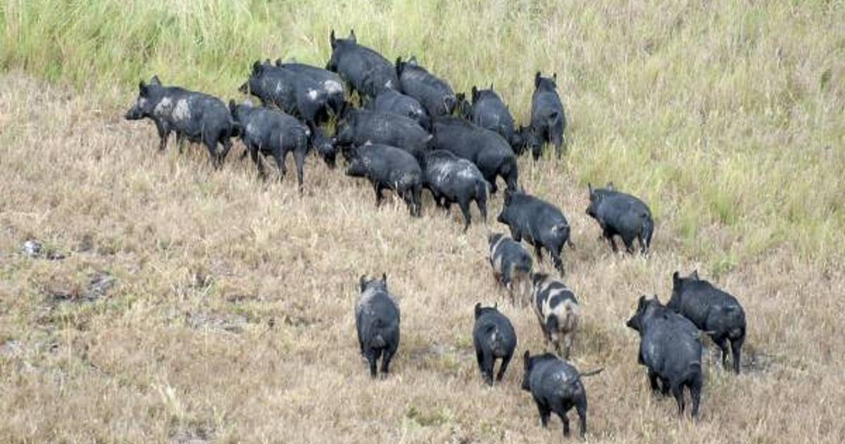 State coordinator appointed to lead battle against feral pigs | The Land