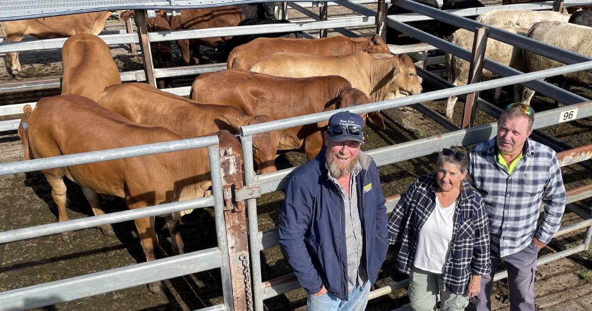 Grafton steers sell firm in keen market