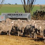 Santa cows 695kg make 388c/$2697 at Blackall | Queensland Country Life