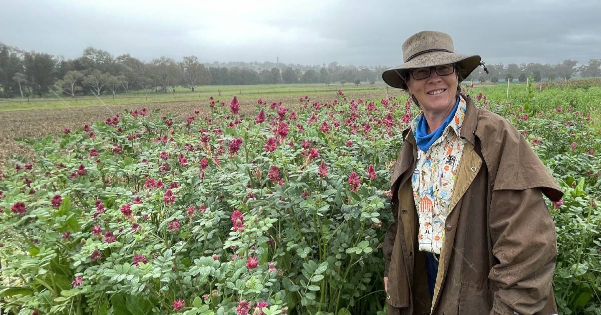 High quality pasture mixes a key to reducing methane emissions