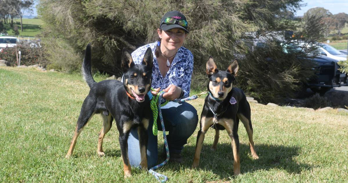 The Working Dog Challenge: Tasmanian buyer finds new team members | The Land