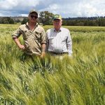 Murray Grey cross weaner steers reach $1890 at Woodford | Queensland Country Life