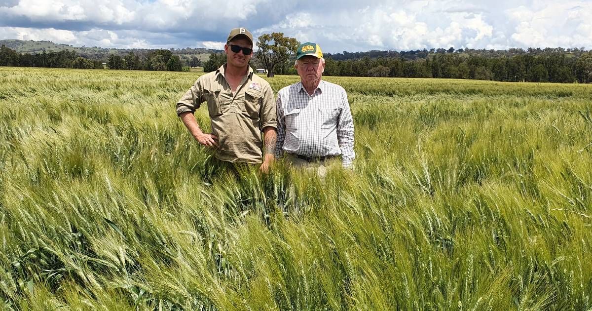 Excellent yield potential for Willow Tree and Quirindi wheat crops