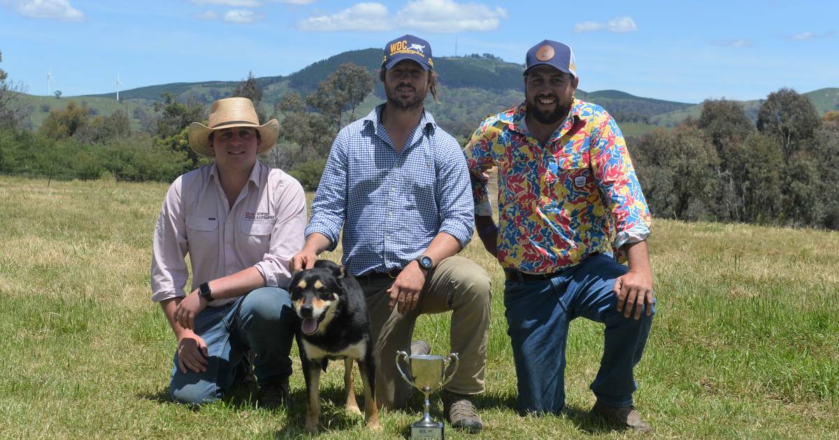 The Round Table Sire Shootout title claimed by seasoned dog at The Working Dog Challenge Trial and Auction