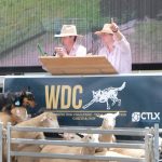 Ewes top $330 at Nutrien Livestock Kojonup reduction sale | Farm Weekly