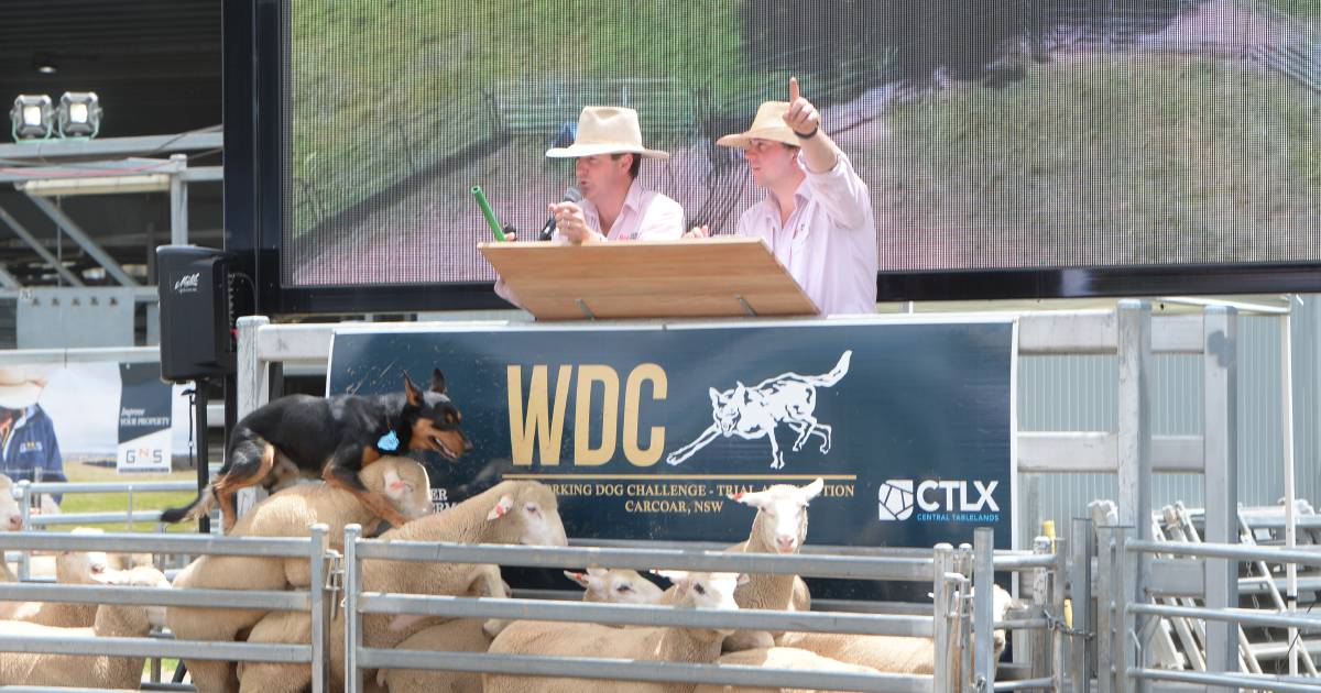 Nathan Morris tops Australia's largest working dog auction for the second year in a row