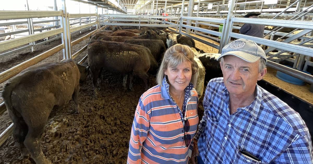 Steers top at $2290, and older cows and calves topped at $3300. | The Land