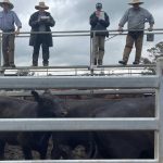 Cows and calves hit $3450 at Biggenden