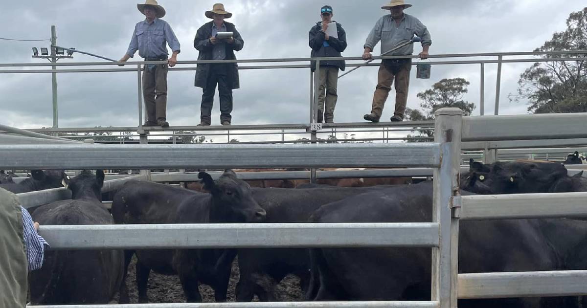 Dunedoo steers to $2320, heifers to $2300