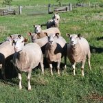 Large lines of pastoral cattle sold at Charters Towers cattle sale | North Queensland Register