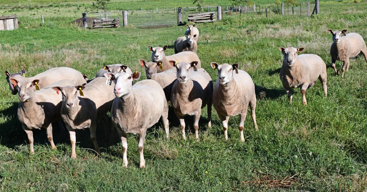 Sheep breeders push for easier process for importing genetics | Queensland Country Life