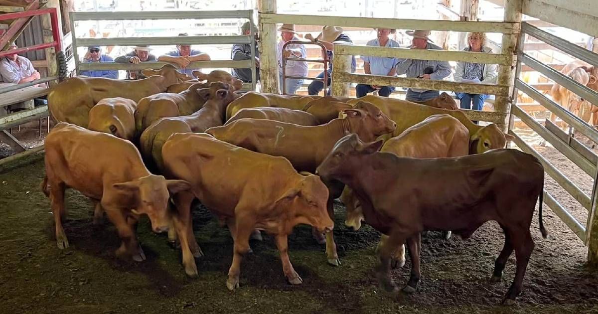 Charolais weaner steers sell for $1950 at Laidley | Queensland Country Life