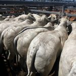 Young lambs climb to $210 peak at weekly Warwick sale