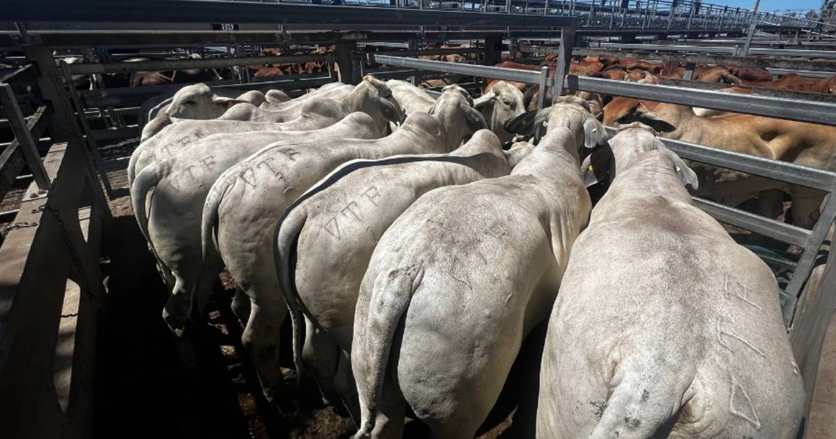 Brahman heavy feeder steers make 444c/$2400 at Gracemere | Queensland Country Life