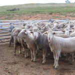 Charolais weaner steers sell for $1950 at Laidley | Queensland Country Life