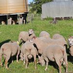 Tom’s legacy: Packhorse cattle country on the market | Queensland Country Life