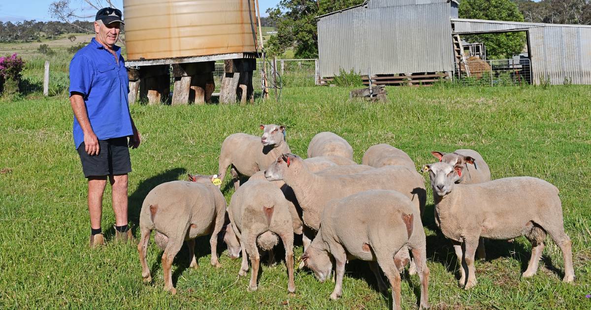 Gary Cooley’s Charollais sheep served in Brisbane’s The Ship Inn Hotel | Queensland Country Life