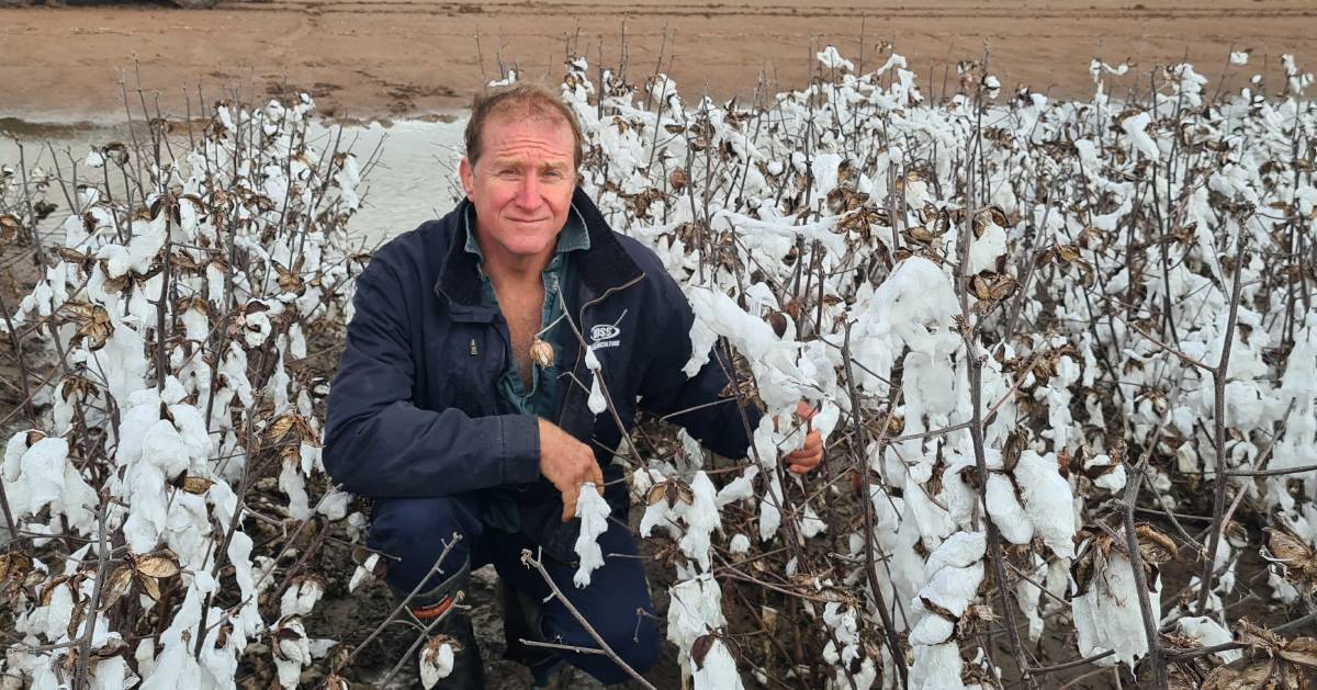 Harvest delays proving costly