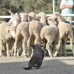 Ongoing sheep trade high on live exporters' agenda