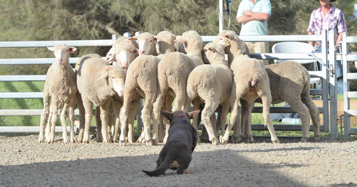 The Working Dog Challenge wraps up after four fun filled days