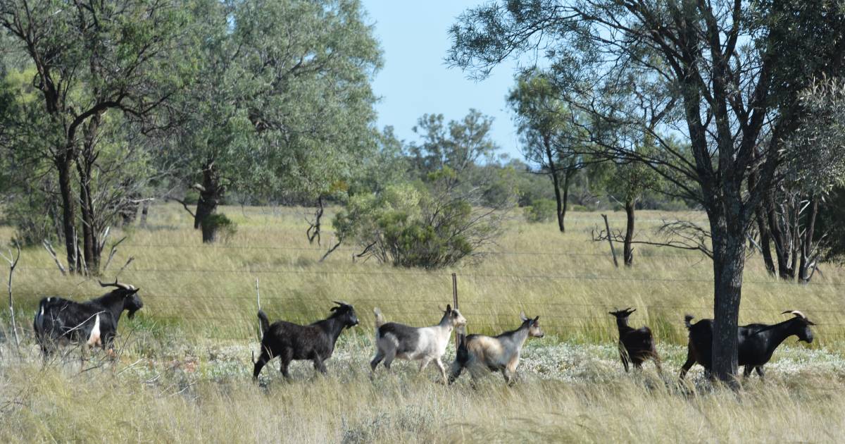 Resistance, uncertainty to mandatory goat electronic identification tags