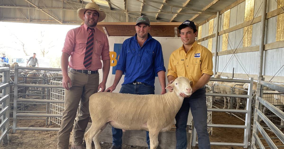 Bo-Bar Poll Dorset rams sell to $3750 top