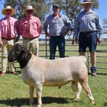 Farmers blamed for claiming livestock deaths are caused by dingoes | The Land