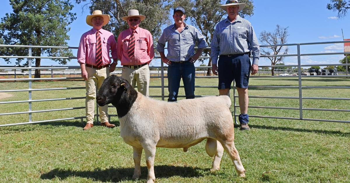 Burrawang Dorper stud’s first Queensland sale reaches $12,000 top | Queensland Country Life