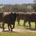 Softer trends for average cattle at Grafton, firm prices for better bred