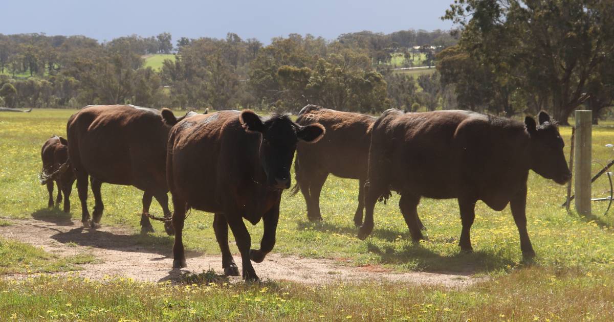 Correct cattle identification is a must-do