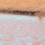 Santa Gertrudis cross steers reach 646c/$2033 at Roma | Queensland Country Life