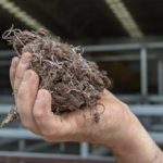 Weaner steers sell from 620c to 760c at Gympie