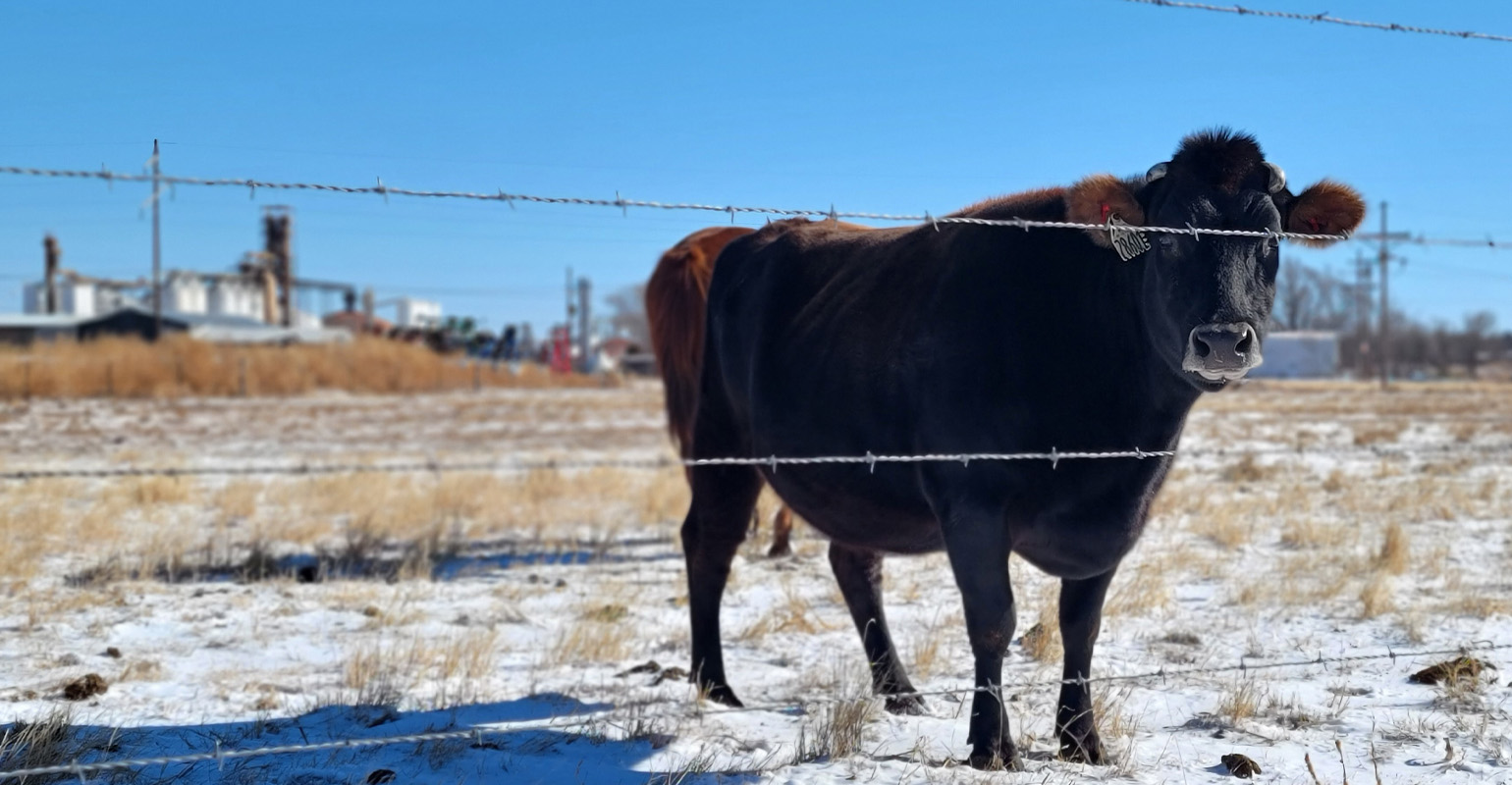 Texas: Higher calf prices projected for 2023