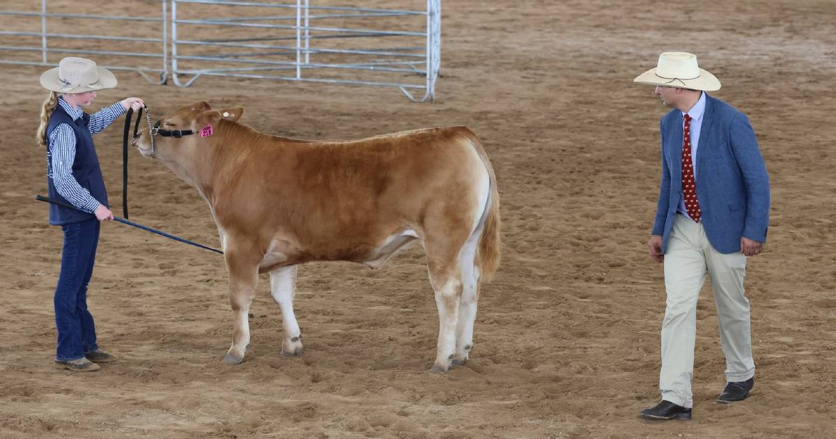 Upper Hunter Beef Bonanza 2022: Carcase results has Wellington High Limousin on top | The Land