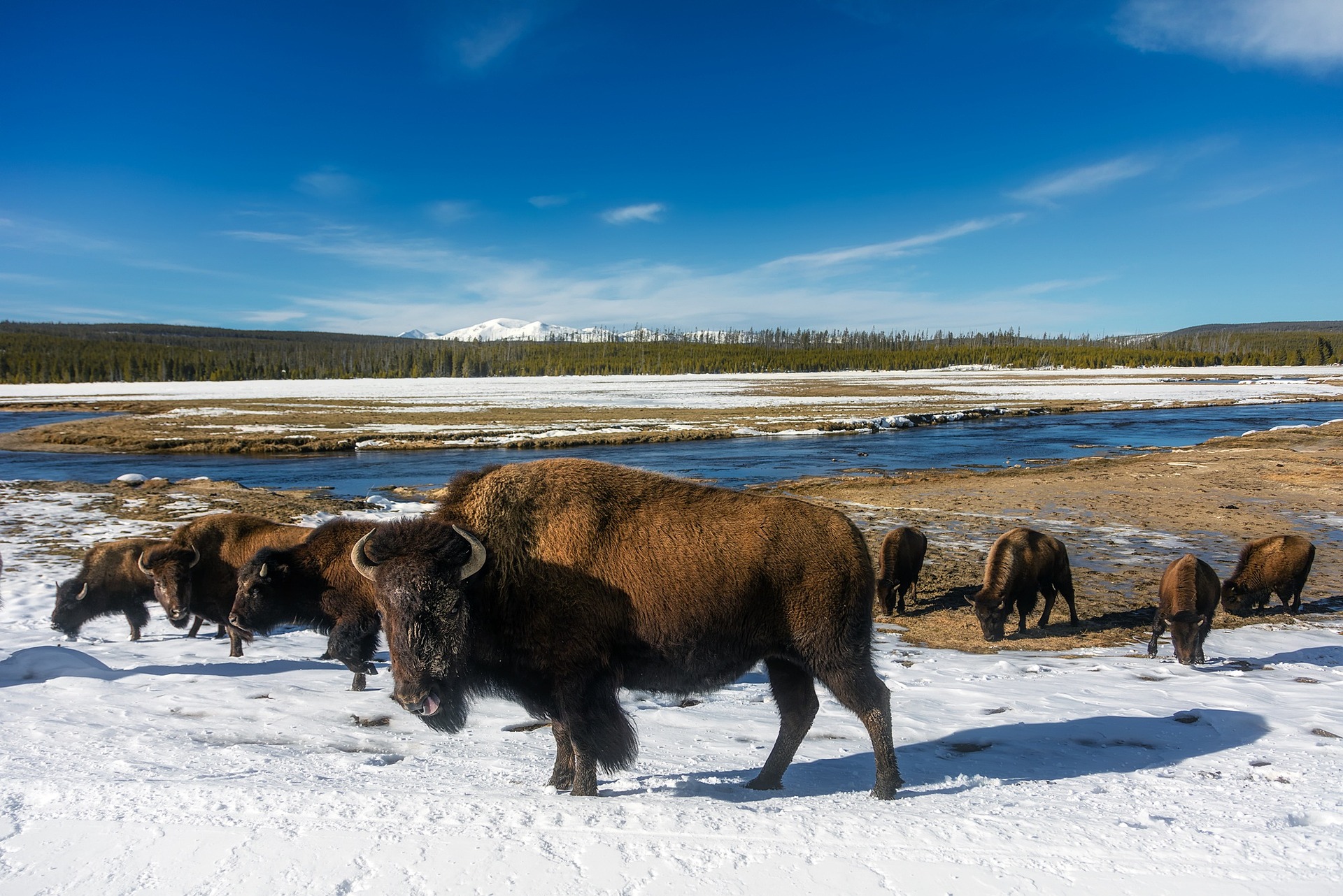 USDA updates National Bovine Brucellosis Surveillance Plan